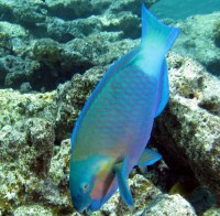 /album/cervene-more-/bullethead-parrotfish-jpg/